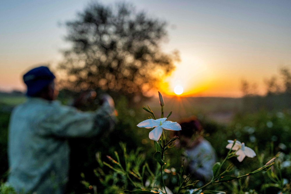 Once a fragrance goldmine, Egypt’s jasmine harvest is losing its scent as climate change takes its toll