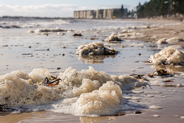 ‘We’re trying to call on everybody that we can’: South Australia scrambles to fight its pulsating algal bloom