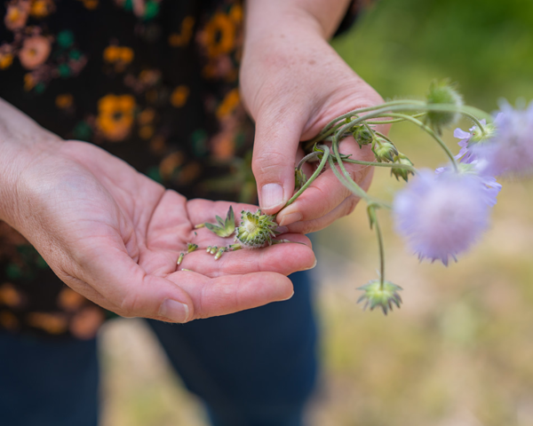 Eden Project wildflower centre issues climate warning as it marks 25th year