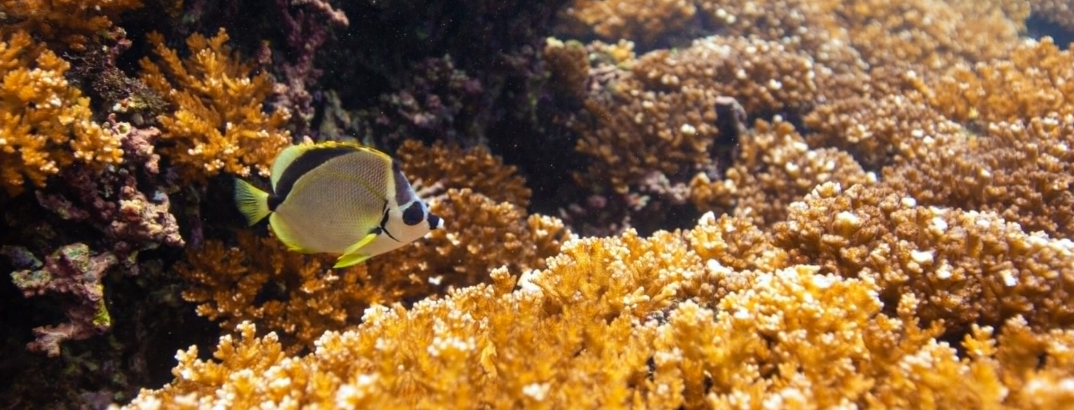 Microbiomes may be corals’ secret weapon against climate change: Study