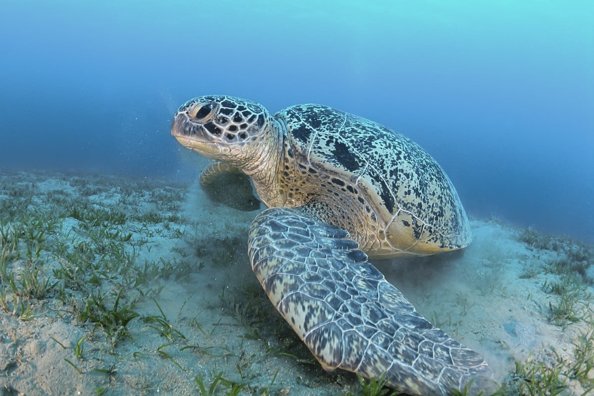 Shadowy tourism deal in Egypt threatens wild Red Sea shore and green turtles’ habitat