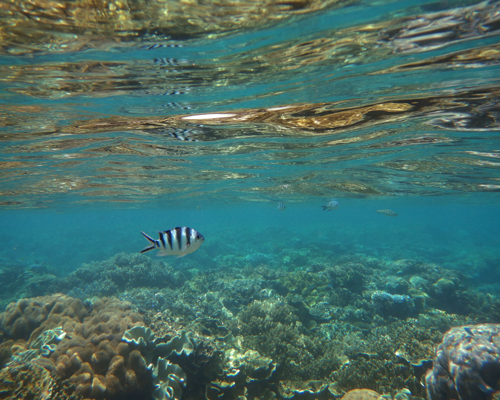 Marine wildlife fleeing to poles due to global heating as Australian oceans face ‘uncharted’ future